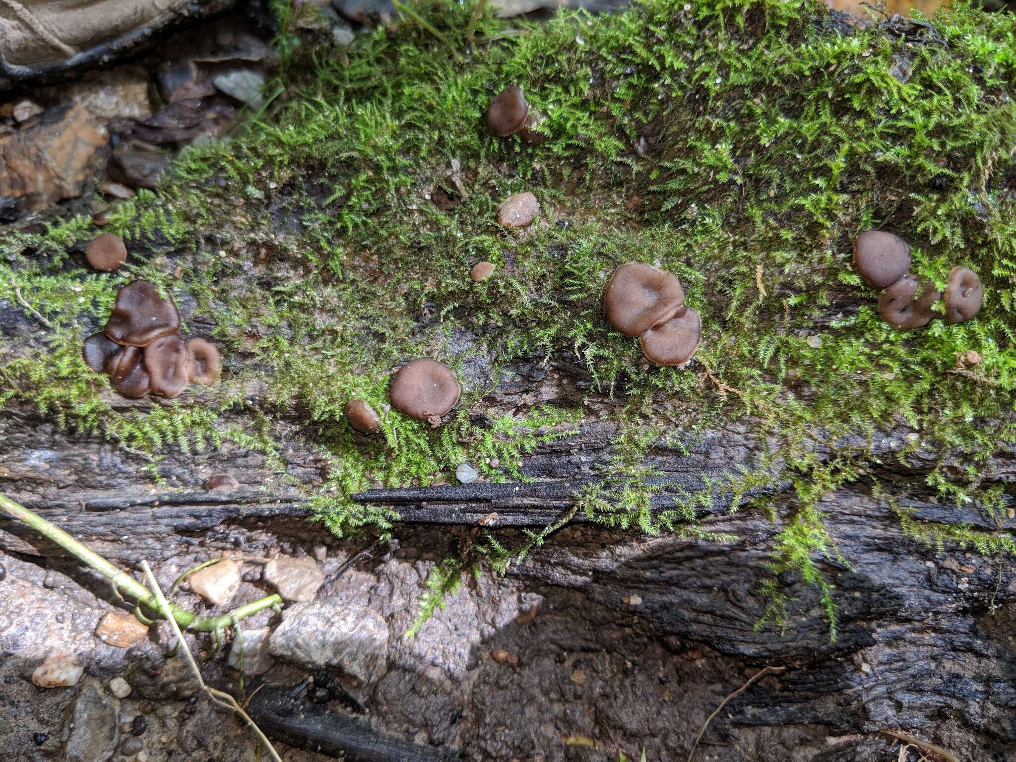 Image de Pachyella clypeata (Sacc.) Le Gal 1953