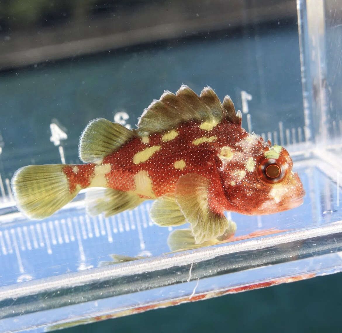 Image of Coral scorpionfish