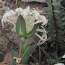Image of Pimelea linifolia subsp. caesia S. Threlfall