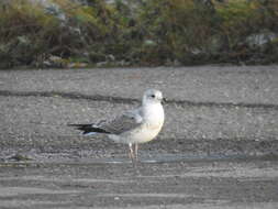 Image of Larus canus heinei Homeyer 1853