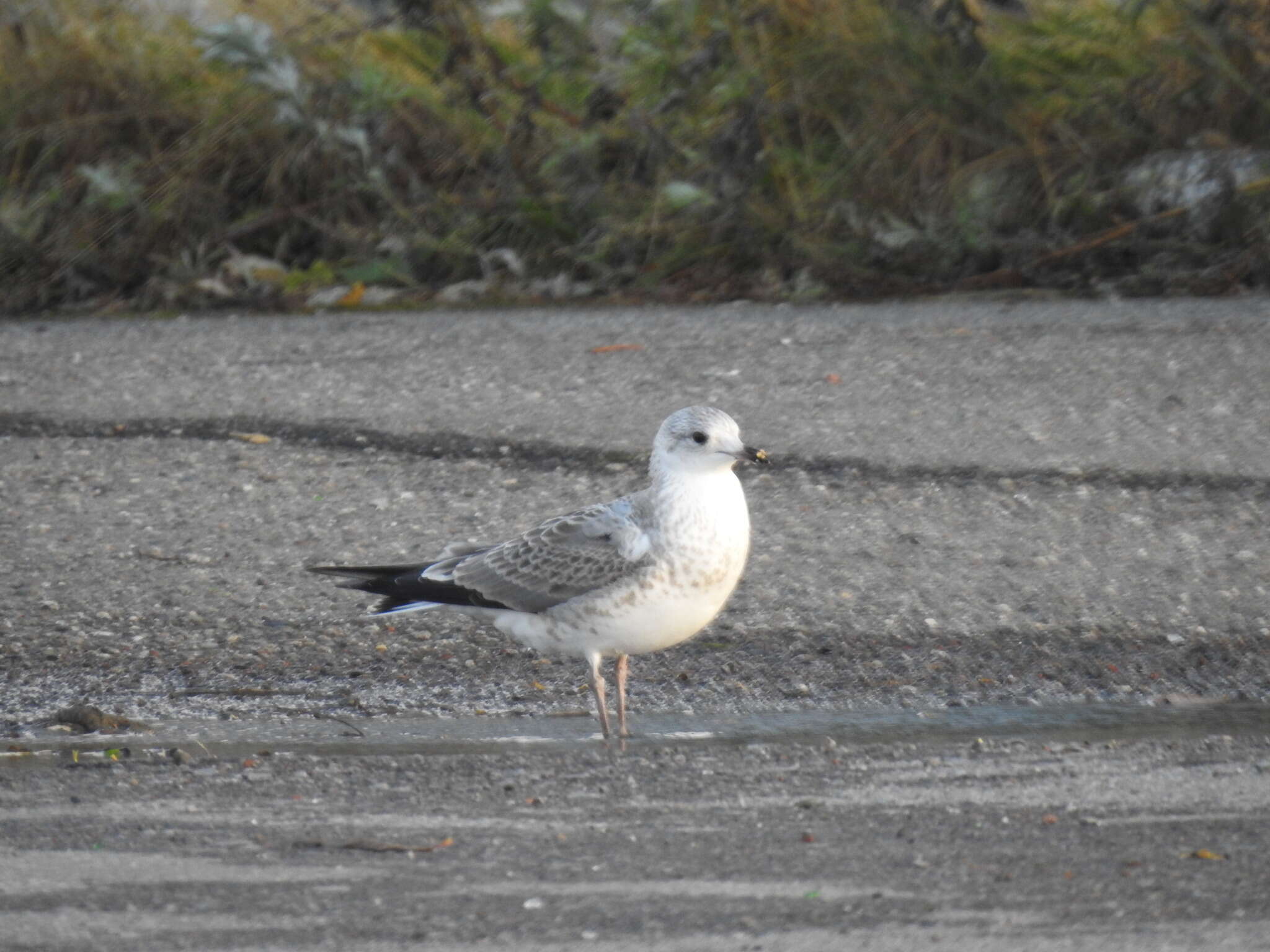 Image of Larus canus heinei Homeyer 1853