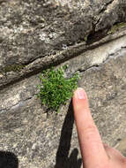 Image of birdeye pearlwort