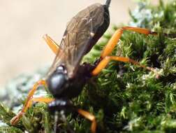 Image of Pimpla rufipes (Miller 1759)