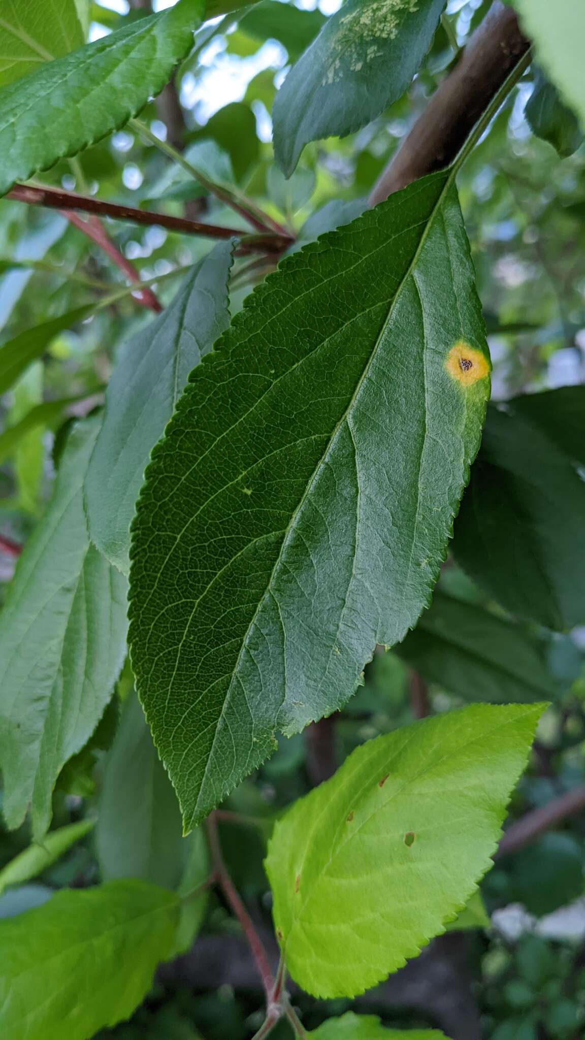 Sivun Gymnosporangium yamadae Miyabe ex G. Yamada 1904 kuva