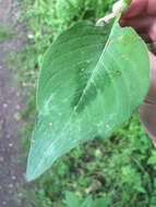 Image de Persicaria virginiana (L.) Gaertner