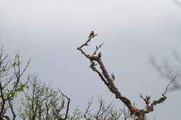 Image of Grey-headed Bullfinch