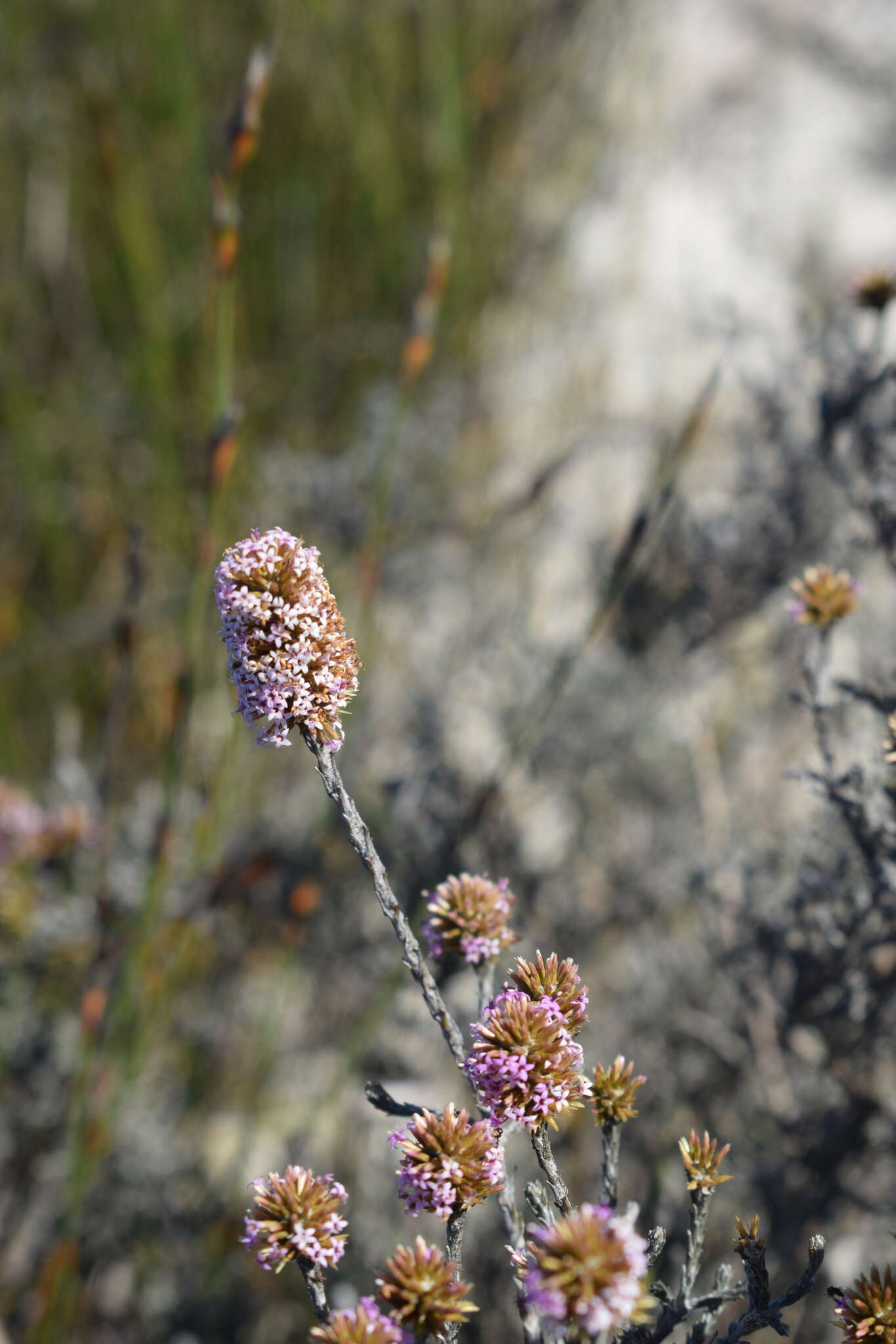 Image of Stoebe capitata Berg.