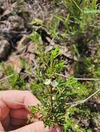 Image of Cyanothamnus occidentalis