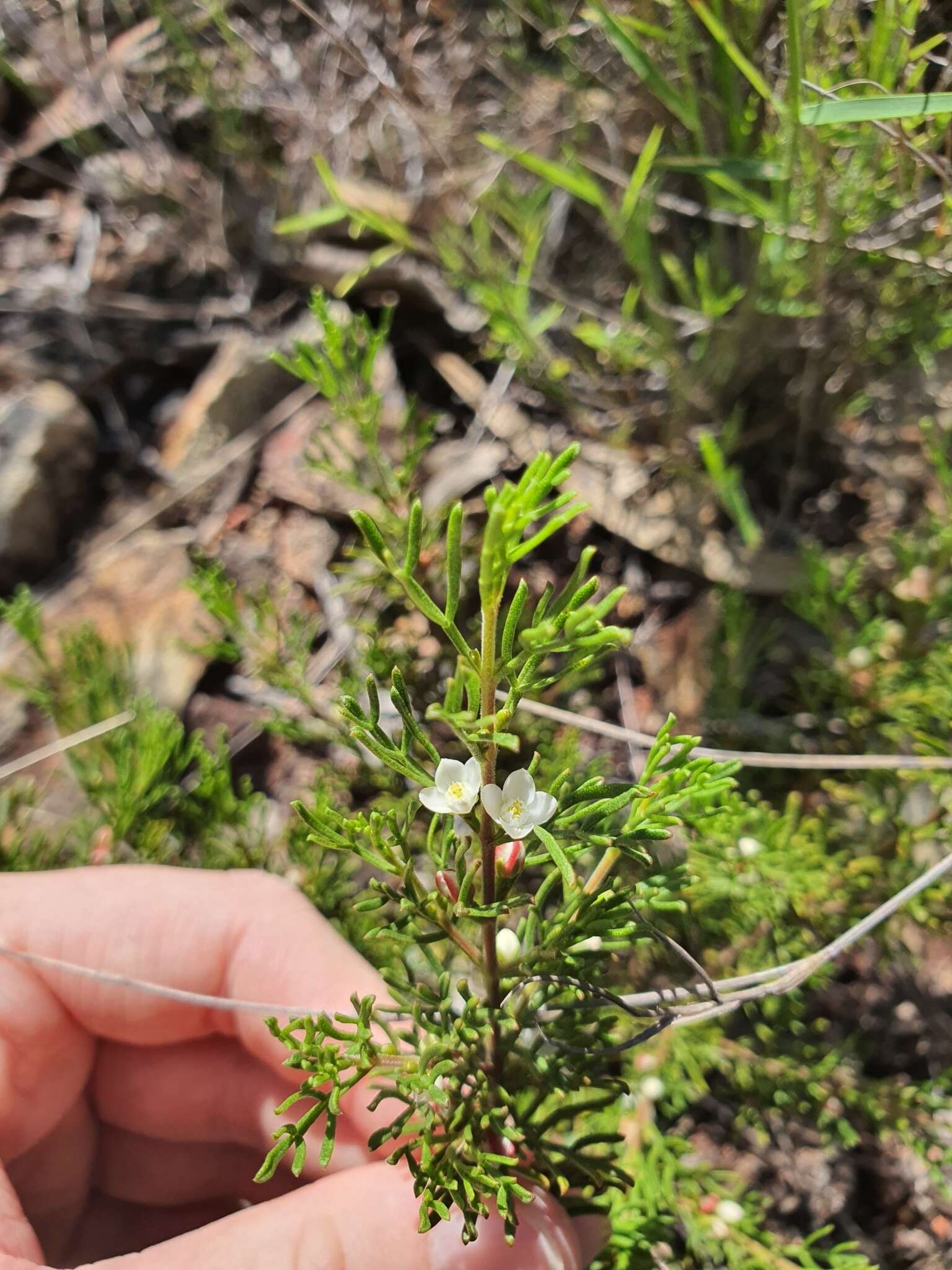 Imagem de Cyanothamnus occidentalis