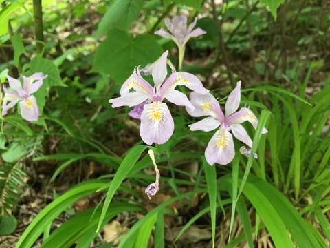 Plancia ëd Iris gracilipes A. Gray