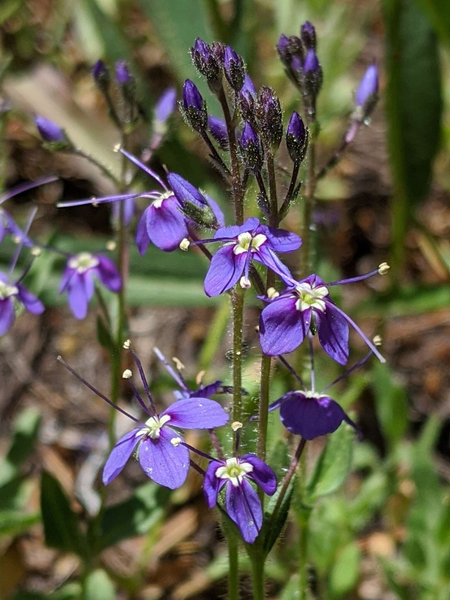 Image of Copeland's speedwell