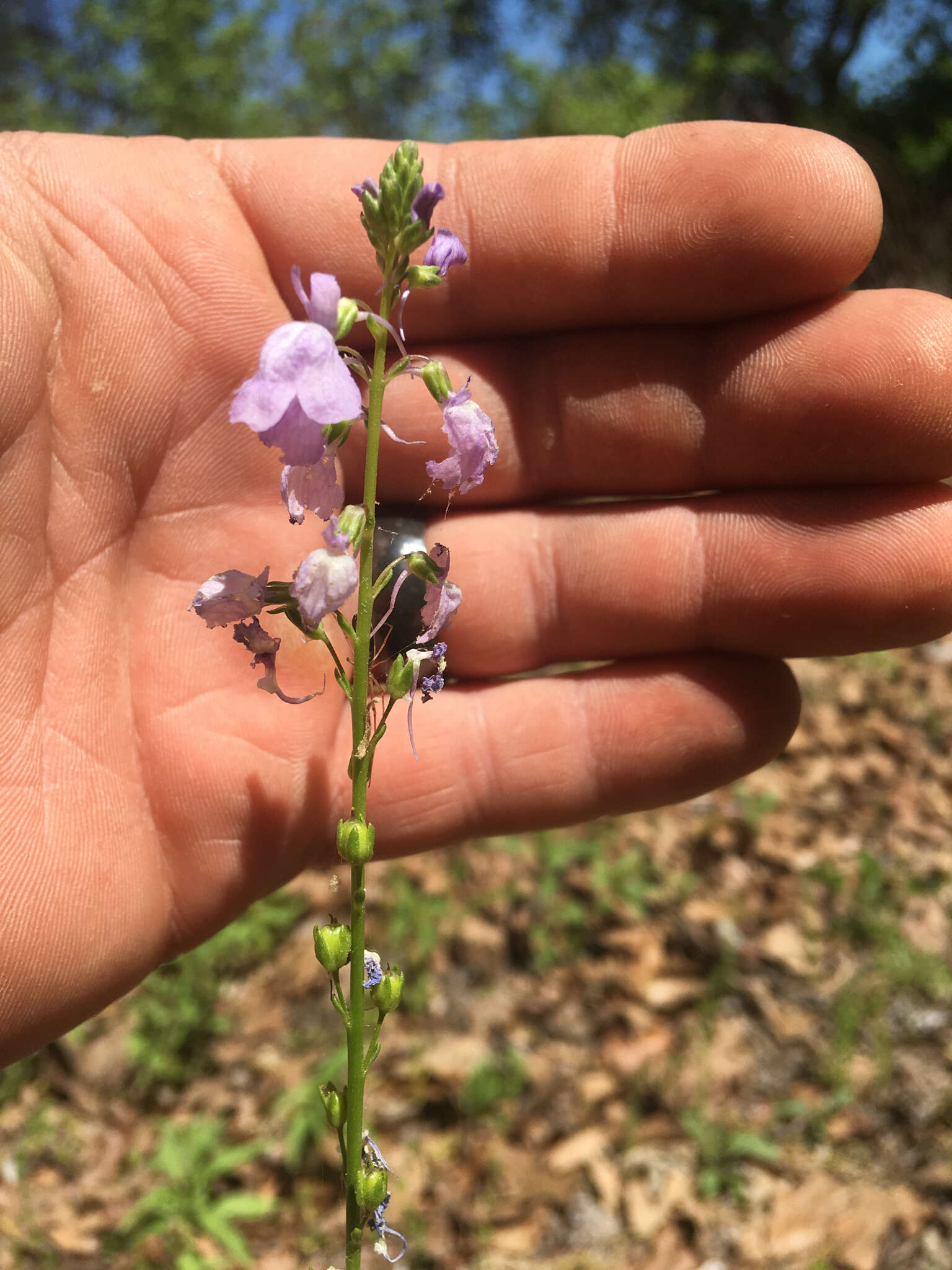 Image of Texas toadflax