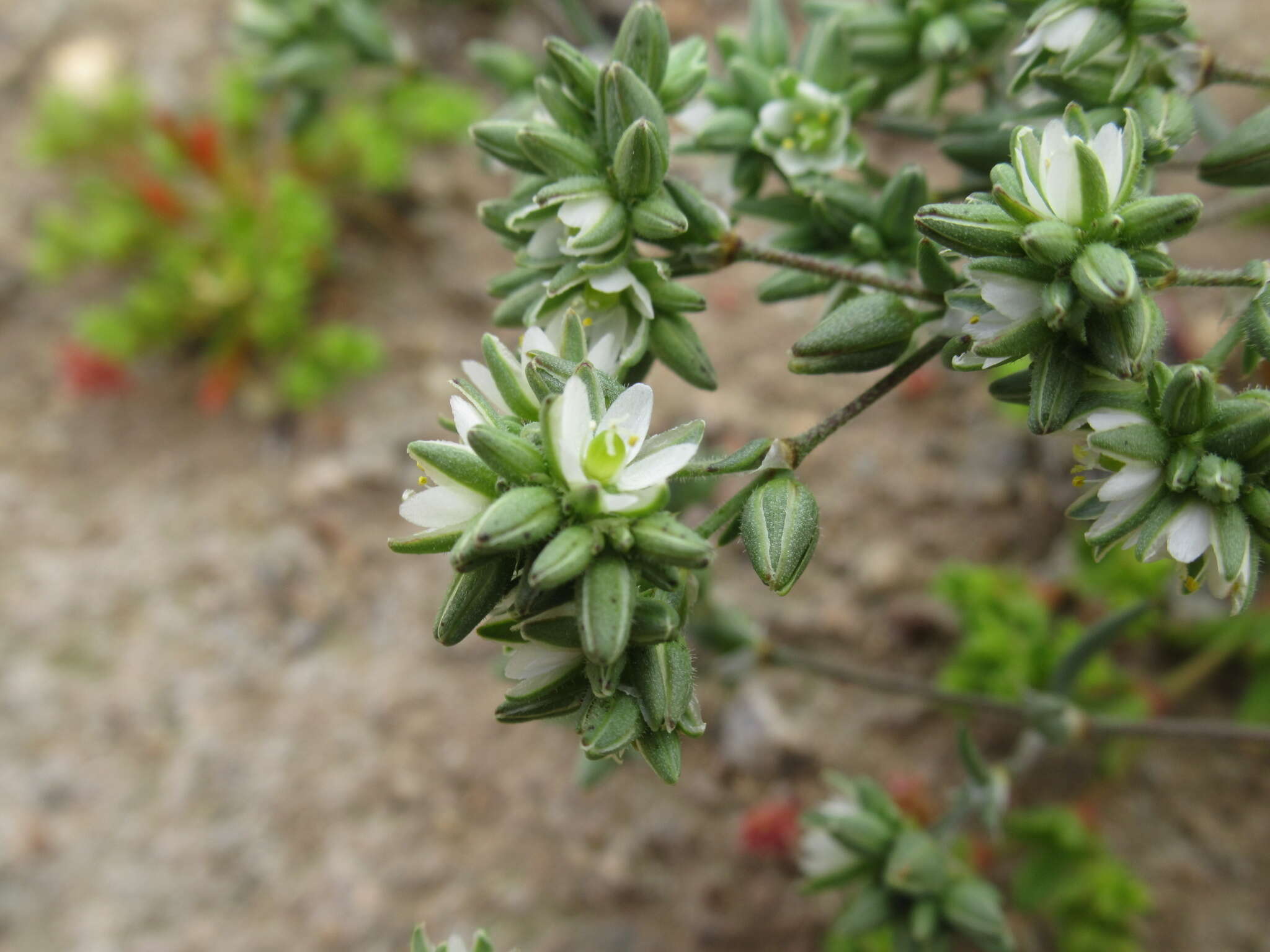 Plancia ëd Spergularia floribunda (Gay) Rohrb.