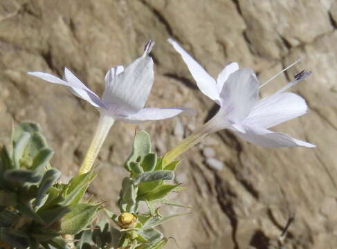 Image of Barleria pungens L. fil.