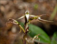 Image of Long-claw orchids