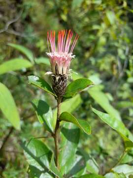 Image of Arnaldoa macbrideana Ferreyra