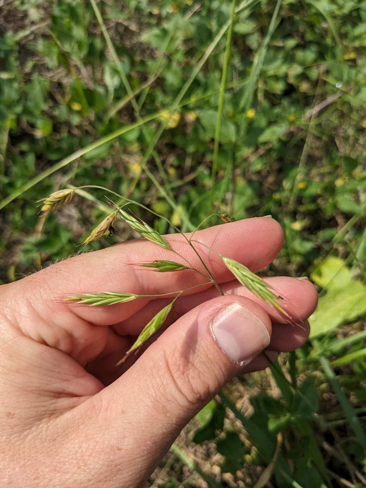 Image de Bromus texensis (Shear) Hitchc.