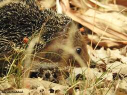 Image of Algerian Hedgehog