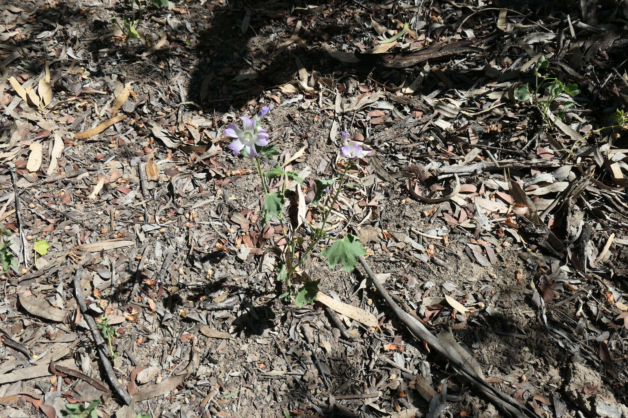 Image of Malva weinmanniana (Besser ex Rchb.) Conran