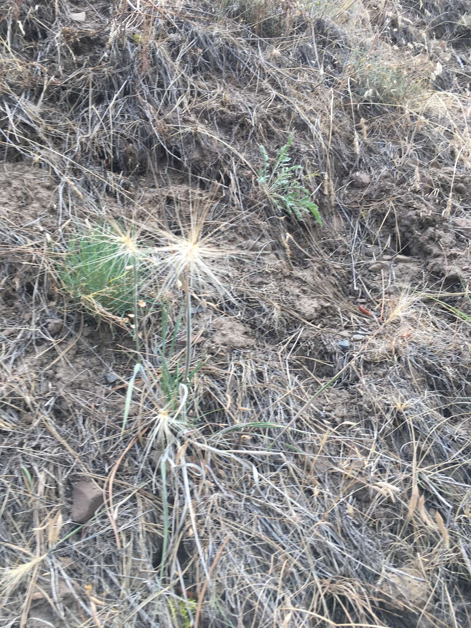 Imagem de Elymus elymoides subsp. elymoides