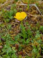 Image of Ranunculus pascuinus (Hook. fil.) Melville