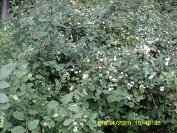 Image of common snowberry