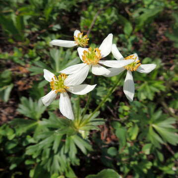 Image of Anemonastrum biarmiense (Juz.) J. Holub