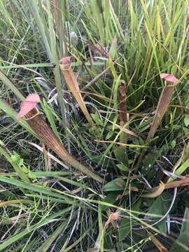 Image of Wherry's pitcherplant