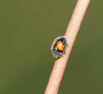 Image of Minute two-spotted ladybird beetle