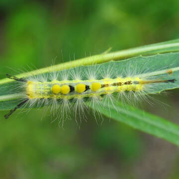 Image of Definite Tussock Moth