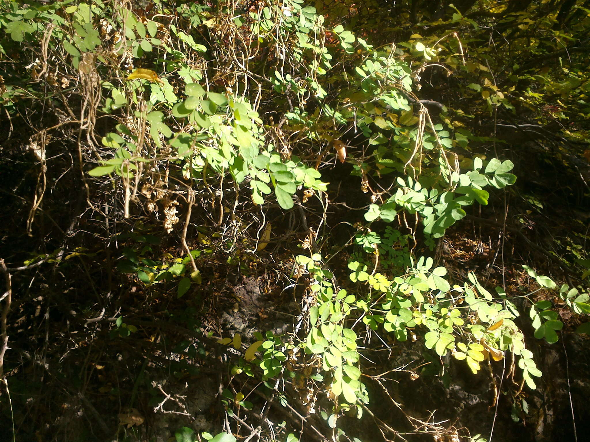 Image of Hippocrepis emerus subsp. emeroides (Boiss. & Spruner) Lassen