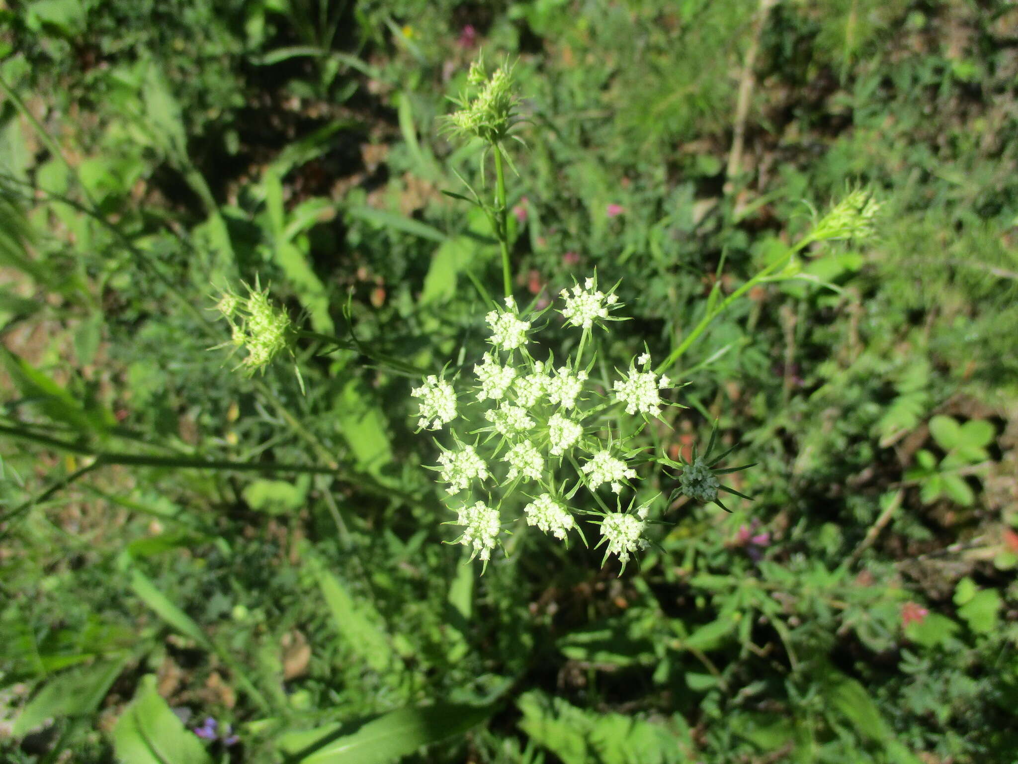 Imagem de Conioselinum longifolium Turcz.