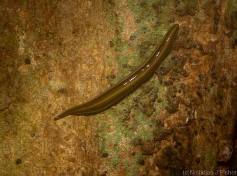 Image of Australopacifica scaphoidea (Steel 1900)