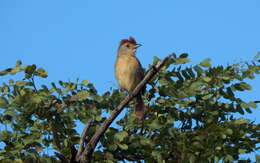 Image of Rufous-winged Antshrike