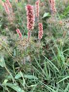 Imagem de Acalypha radians Torr.