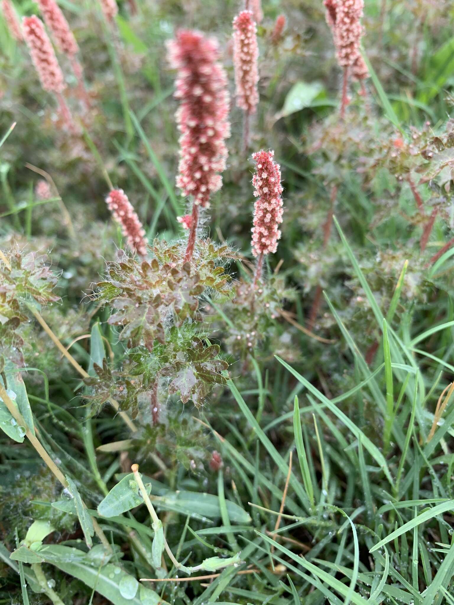 Imagem de Acalypha radians Torr.