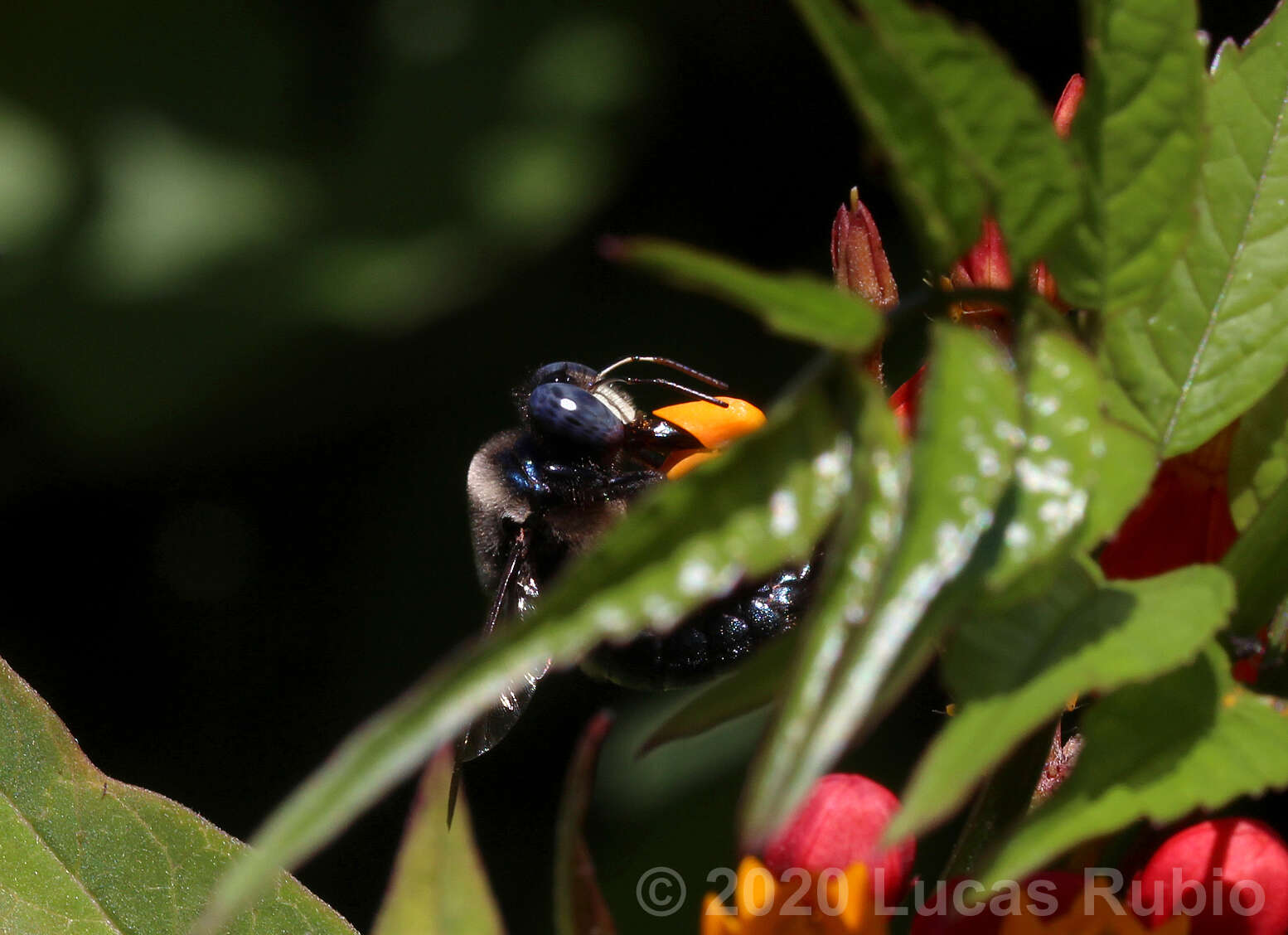 Image of Xylocopa splendidula Lepeletier 1841