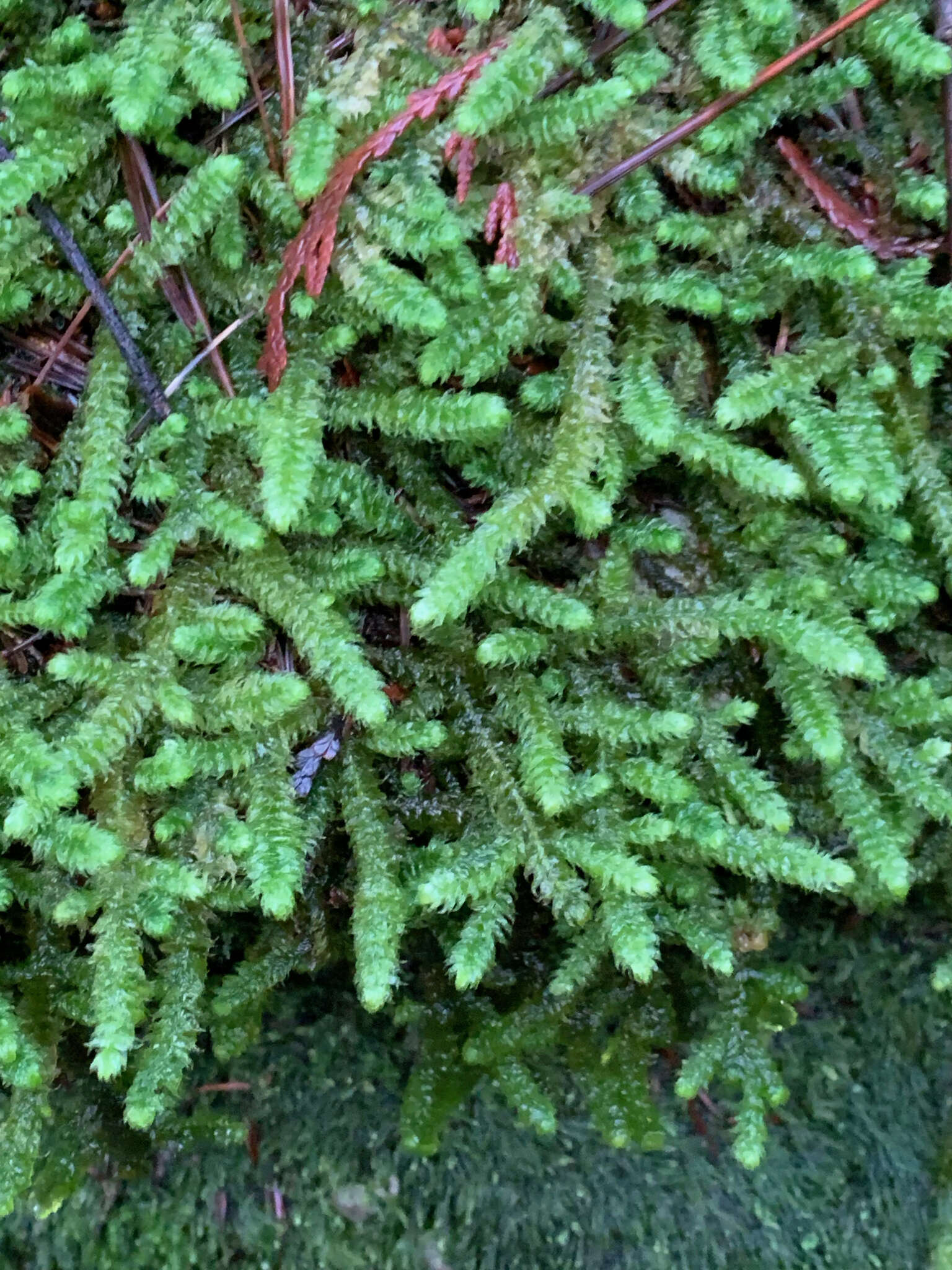 Image of robust rhytidiopsis moss