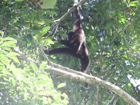 Image de Gibbon Lar