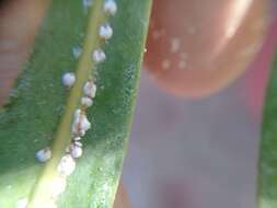 Image of Cycad aulacaspis scale