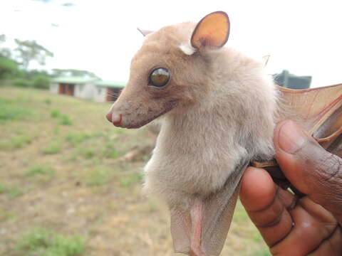 Image of Wahlberg's Epauletted Fruit Bat