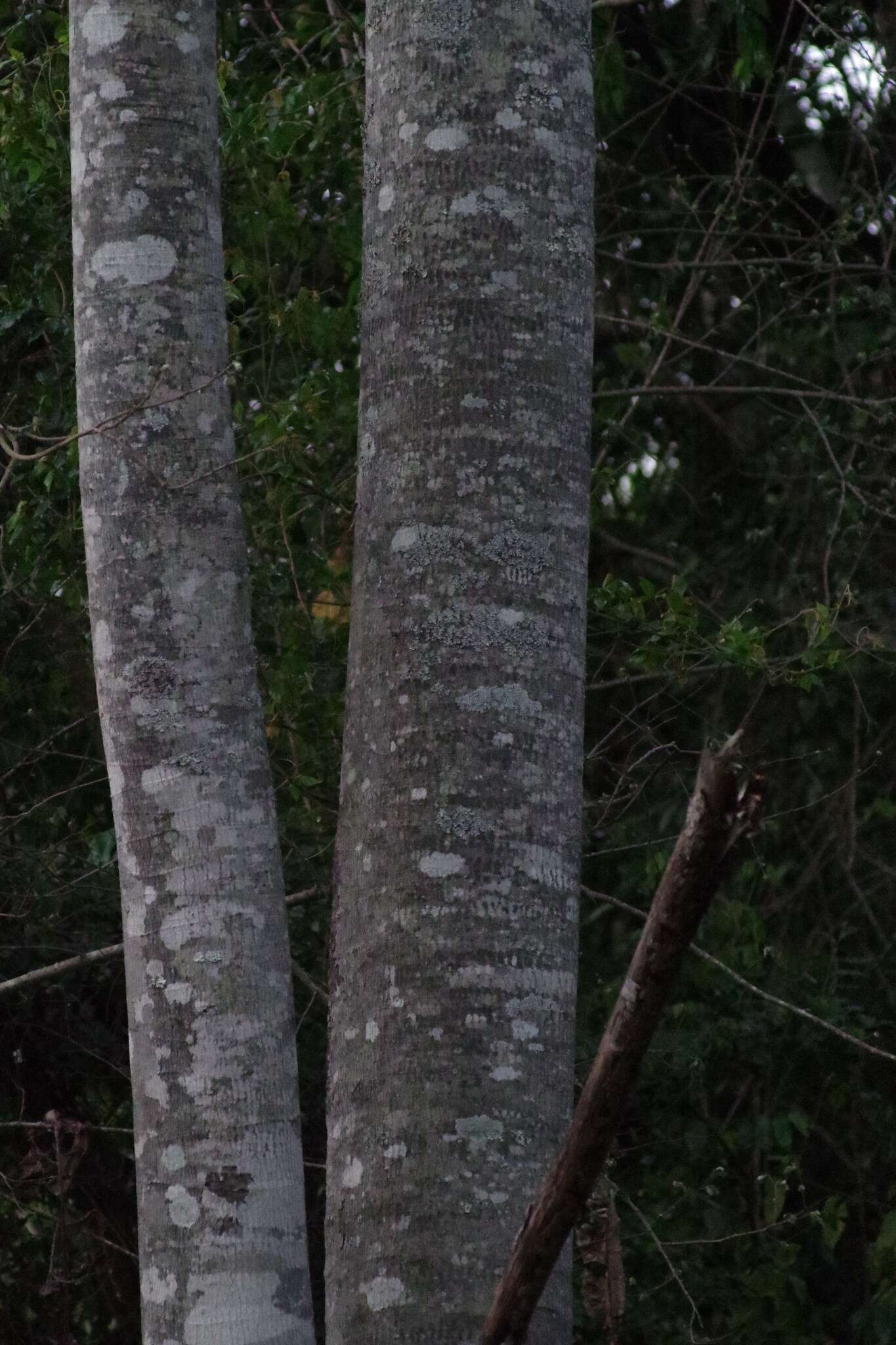 Image de Anthocleista grandiflora Gilg