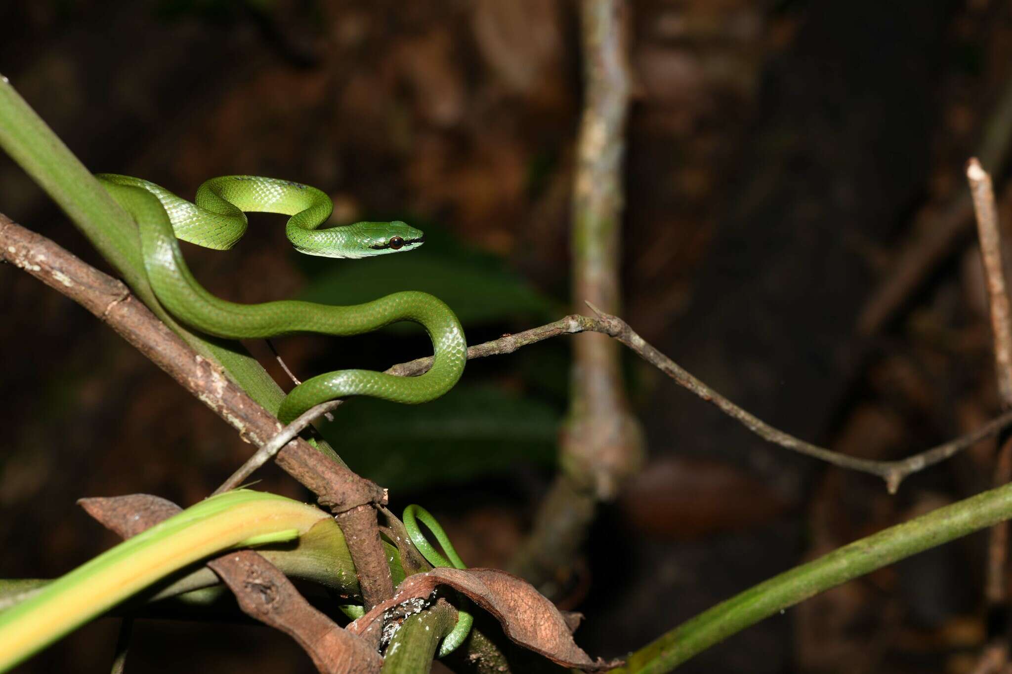 Image of Chlorosoma viridissimum (Linnaeus 1758)