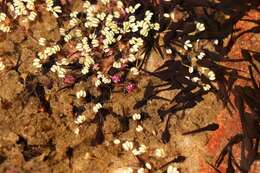 Image of Oxalis oculifera E. G. H. Oliver