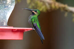 Image of Black-throated Brilliant