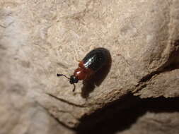 Image of Redshouldered ham beetle