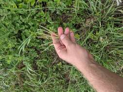 Image of Caribbean fingergrass