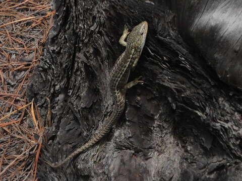 Image of Alligator lizards