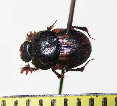 Image of Onthophagus suffusus Klug 1855