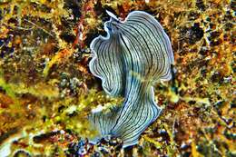 Image of candy striped flatworm